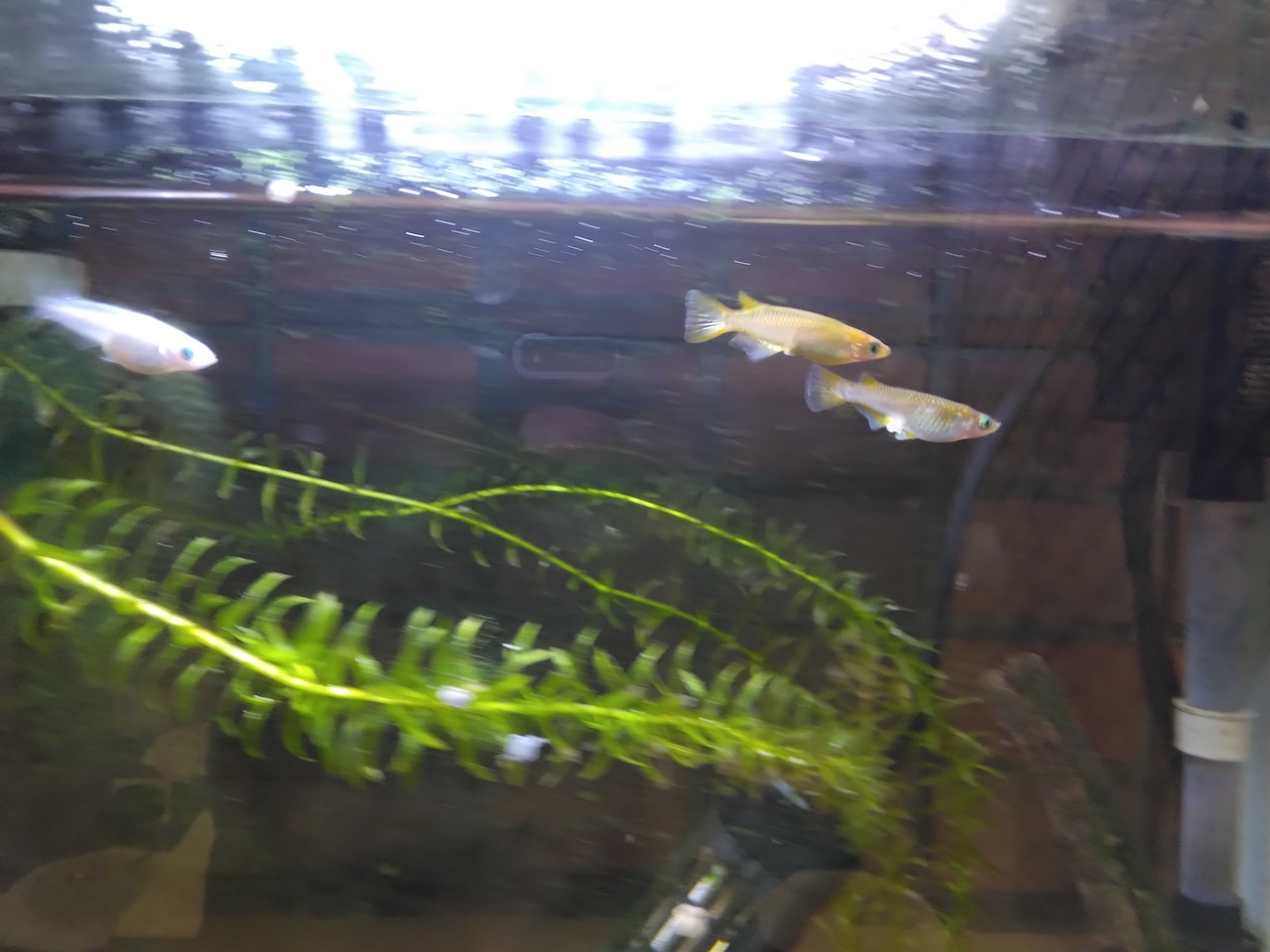 愛名やまゆり園でのメダカ飼育を通した取り組みについて 2